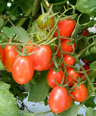 Grape (Tami G) Tomato